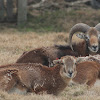 mouflon; muflón