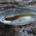 Bosca's newt