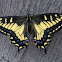 Anise Swallowtail