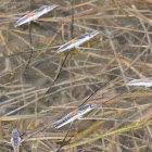 Water striders