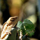 Oriental Garden lizard