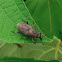 Spotted Palm Weevil