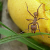 Bachac (Leaf Cutter Ant)