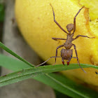 Bachac (Leaf Cutter Ant)