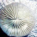 Razor (mushroom) coral