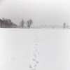 White-tailed Deer (tracks)
