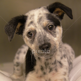 Puppy time by Rusty Jhorn - Animals - Dogs Puppies