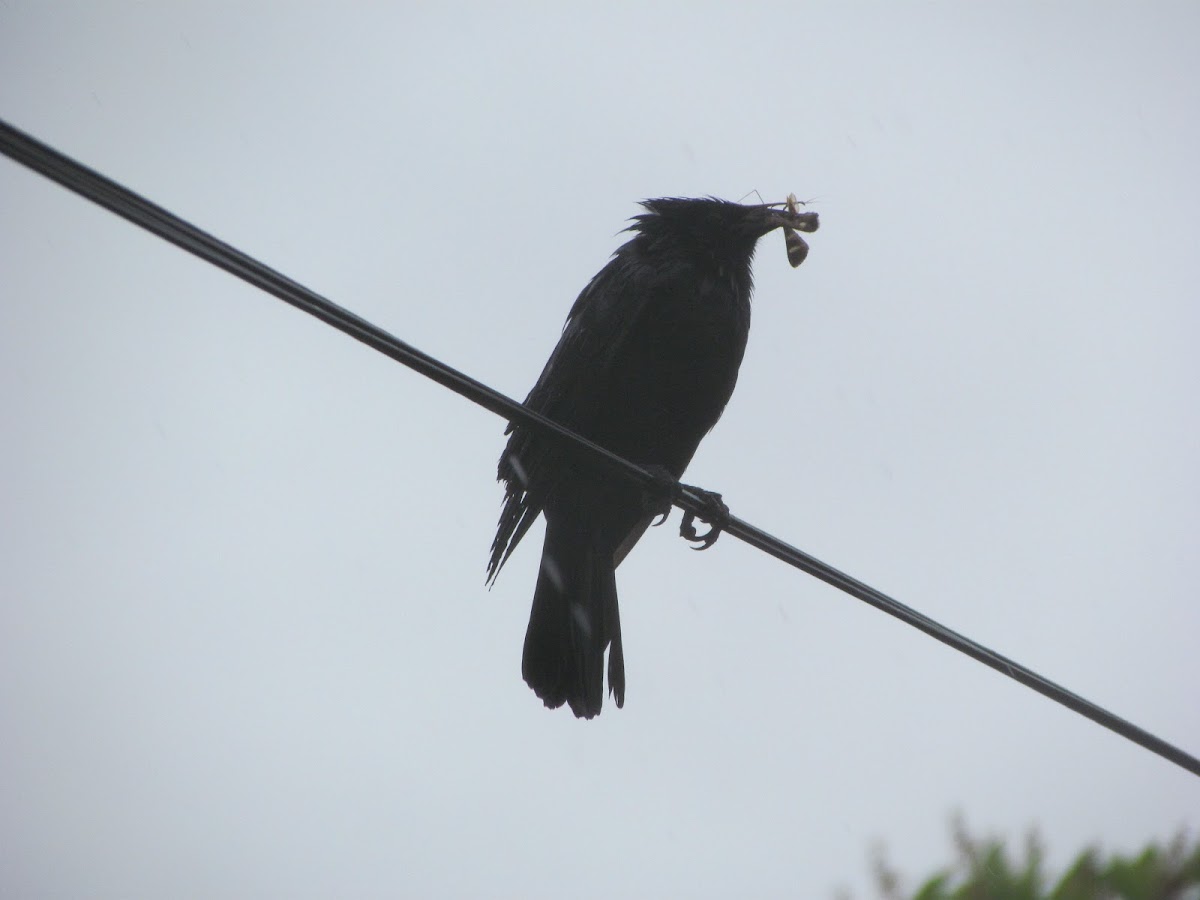 Chopi Blackbird