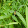 Green and yellow spider
