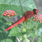 Scarlet Dragonfly