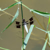 Common Whitetail Dragonfly (male)
