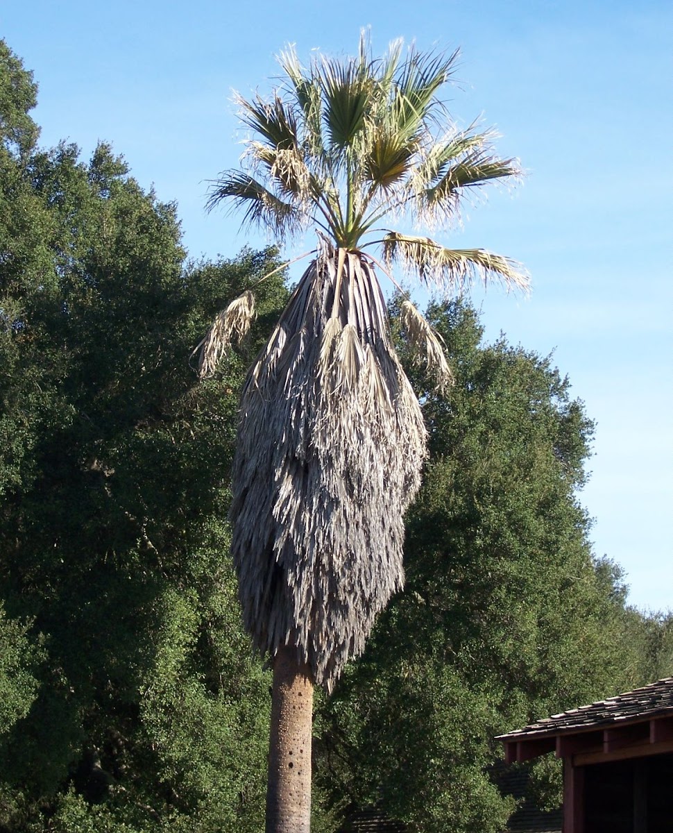 California Fan Palm