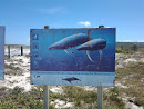 Humpback Whale Migration Information Board