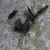 Barkflies