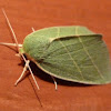 Scarce Silver-lines Moth
