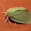 Scarce Silver-lines Moth