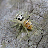 Spotted Phintella