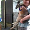 Kangaroo