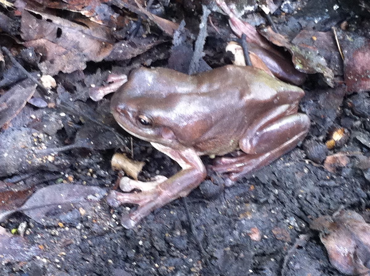Green Tree Frog (brown morph)