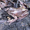 Green Tree Frog (brown morph)