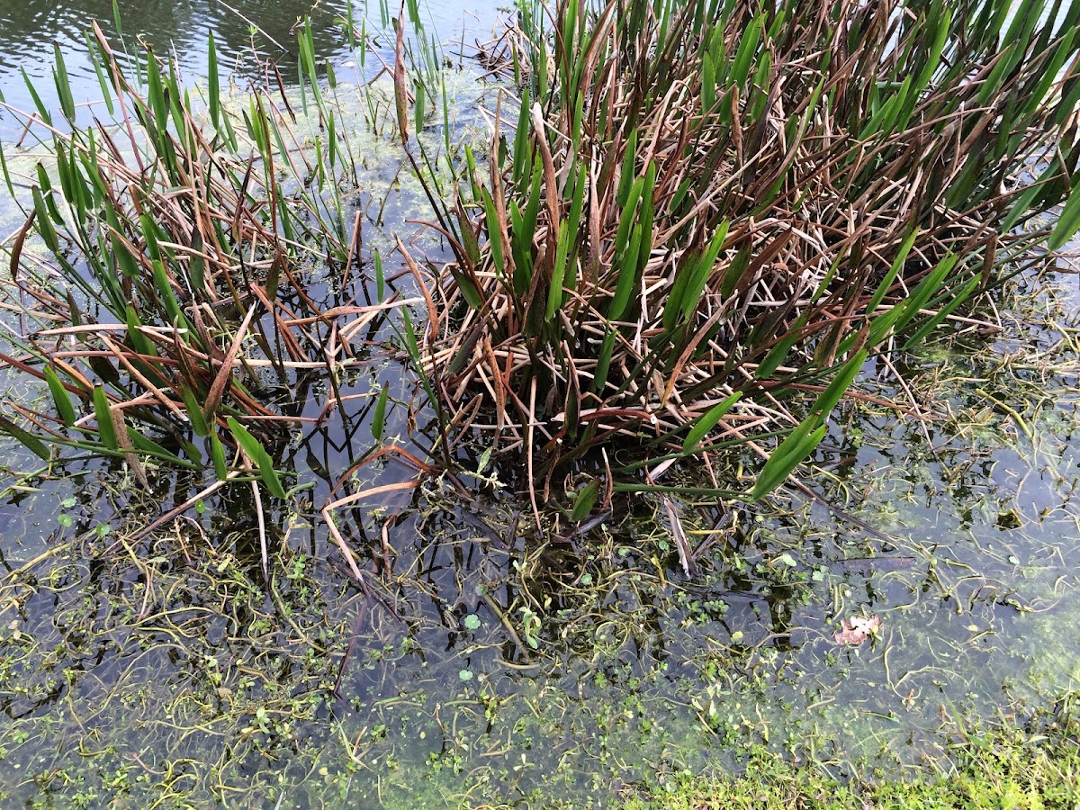 Florida Cattails