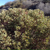 Manzanita