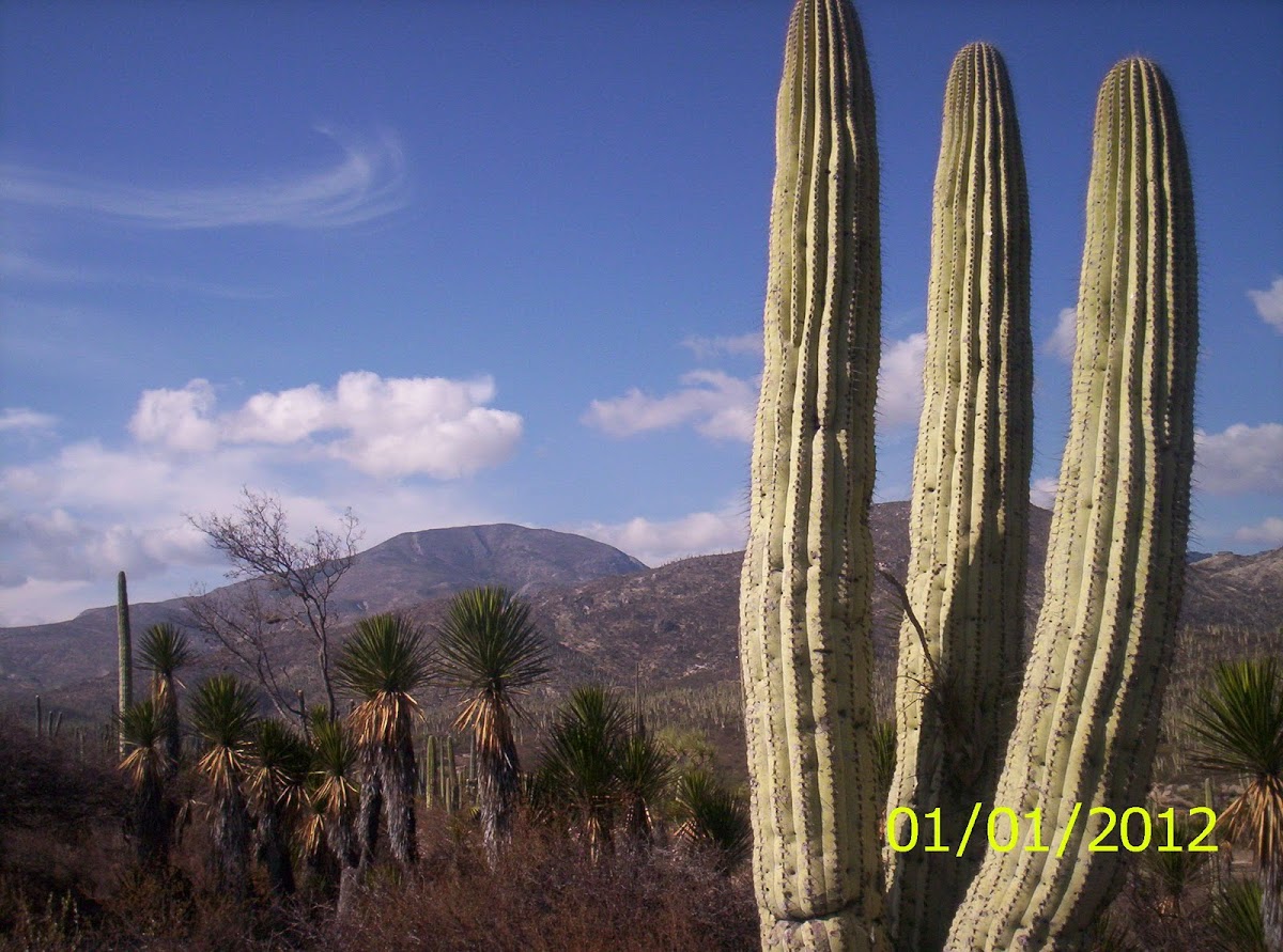 cactus desert