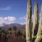 cactus desert