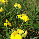 Birdsfoot Trefoil