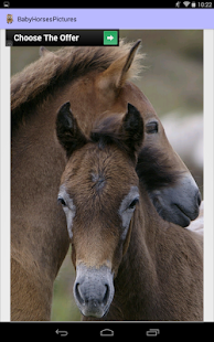 Baby Horses Pictures Screenshots 6