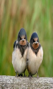 Verry Funny Animals Screenshots 2