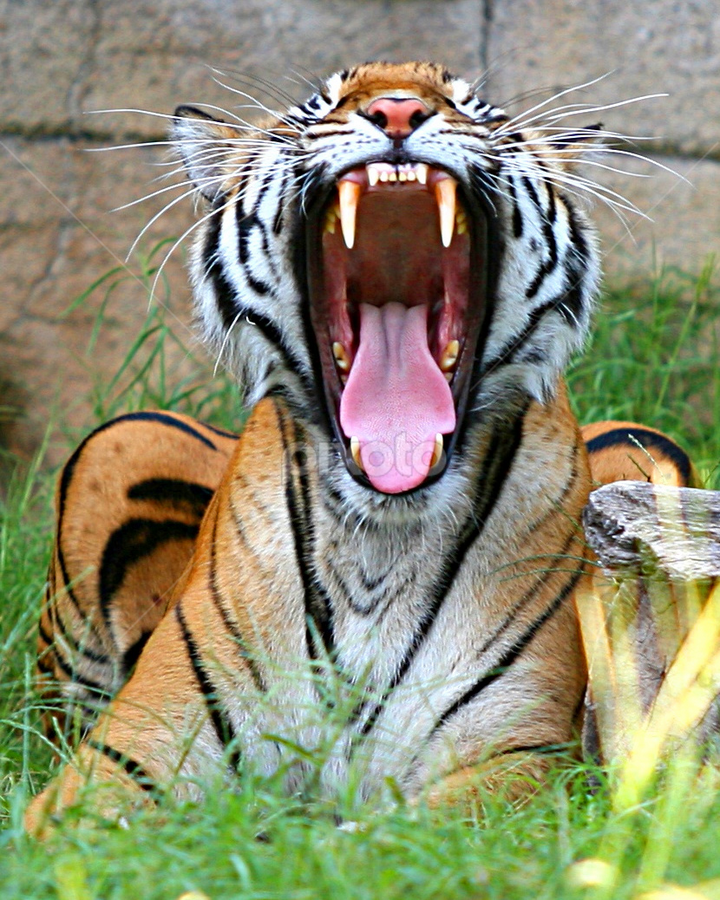 Open Tiger Mouth | Lions, Tigers & Big Cats | Animals | Pixoto