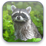 Raccoon Free Video Wallpaper Apk
