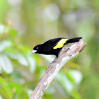 flame rumped tanager