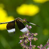 Pied Paddy Skimmer male