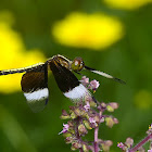 Pied Paddy Skimmer male