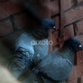 by Md Mamunur Rahman - Animals Birds