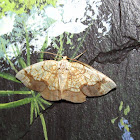 Horned Spanworm Moth