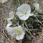 Tufted Evening Primrose