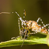 Assassin bug (with prey)