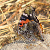 Indian Red Admiral