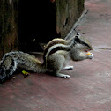 Northern Palm Squirrel