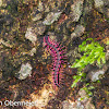 Shocking Pink Dragon Millipede