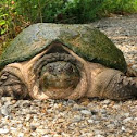 Common Snapping Turtle