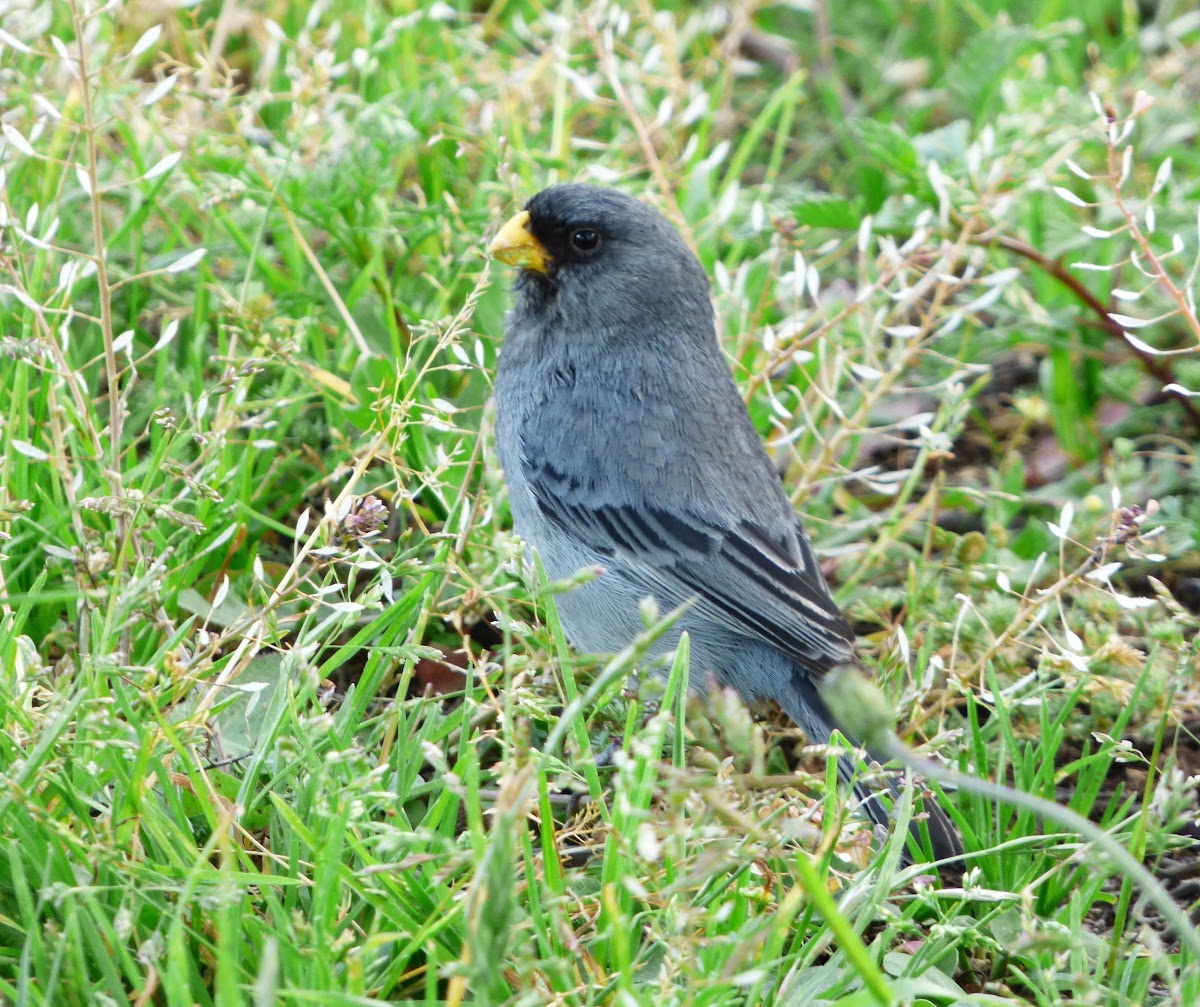 Band-Tailed Seedeater