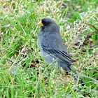 Band-Tailed Seedeater