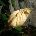 Hibiscus bud ( orange) 