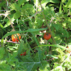 Wild cherry tomato plant