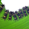 Slug caterpillar moth larva