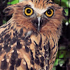 Buffy Fish Owl